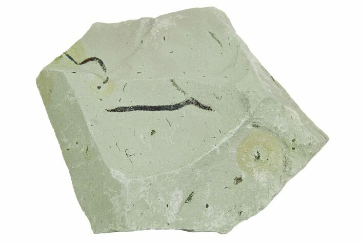 Plate of Silurian Fossil Algae (Kalania) Fossils - Estonia #369688